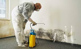 Mold Odor Removal Services in Mount Olive, NC